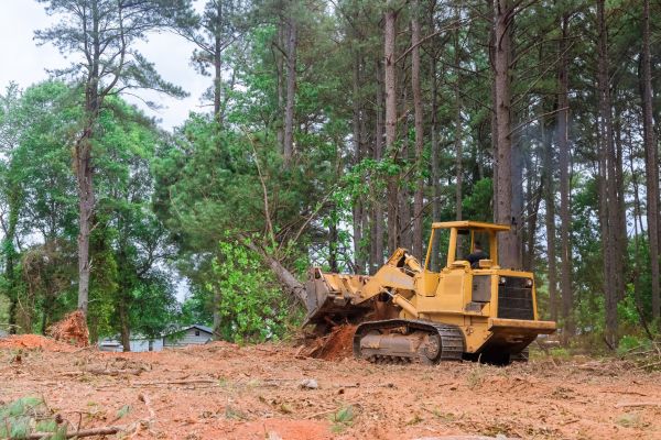 Trees Clearing Service