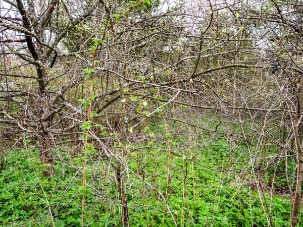 Underbrush Clearing