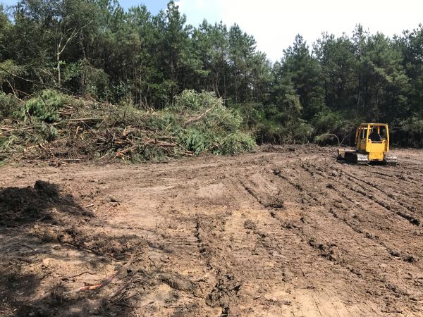 Thicket Clearing